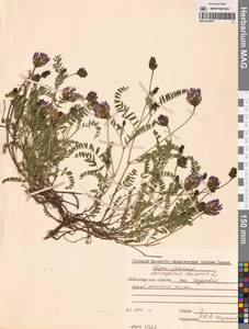 Astragalus danicus Retz., Siberia, Western Siberia (S1) (Russia)