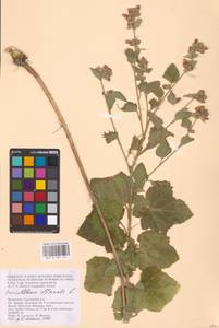 Althaea officinalis L., Eastern Europe, Lower Volga region (E9) (Russia)