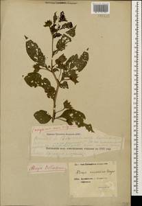 Atropa belladonna L., Caucasus, Georgia (K4) (Georgia)