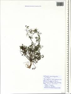 Scandix macrorhyncha C. A. Mey., Caucasus, Black Sea Shore (from Novorossiysk to Adler) (K3) (Russia)