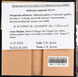 Andreaea rupestris Hedw., Bryophytes, Bryophytes - Russian Far East (excl. Chukotka & Kamchatka) (B20) (Russia)