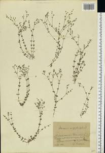 Arenaria serpyllifolia L., Eastern Europe, Moscow region (E4a) (Russia)