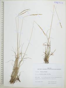 Koeleria pyramidata (Lam.) P.Beauv., Siberia, Russian Far East (S6) (Russia)