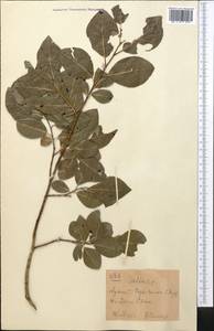 Salix, Middle Asia, Western Tian Shan & Karatau (M3) (Kyrgyzstan)
