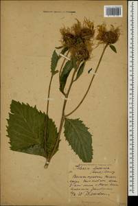 Telekia speciosa (Schreb.) Baumg., Caucasus, Krasnodar Krai & Adygea (K1a) (Russia)