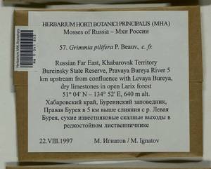 Grimmia pilifera P. Beauv., Bryophytes, Bryophytes - Russian Far East (excl. Chukotka & Kamchatka) (B20) (Russia)