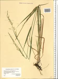 Arrhenatherum elatius (L.) P.Beauv. ex J.Presl & C.Presl., Eastern Europe, Central forest-and-steppe region (E6) (Russia)