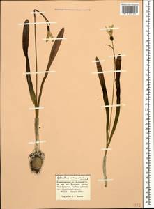 Galanthus woronowii Losinsk., Caucasus, Black Sea Shore (from Novorossiysk to Adler) (K3) (Russia)