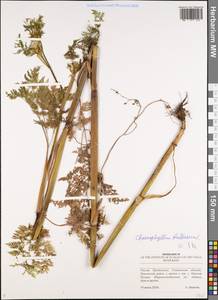 Chaerophyllum bulbosum L., Eastern Europe, Middle Volga region (E8) (Russia)