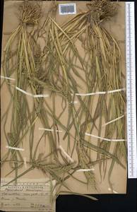 Echinochloa crus-galli (L.) P.Beauv., Middle Asia, Western Tian Shan & Karatau (M3) (Kazakhstan)