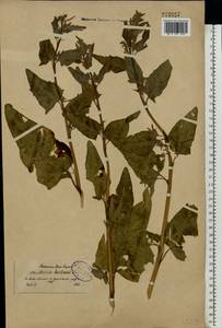 Atriplex hortensis L., Eastern Europe, North-Western region (E2) (Russia)