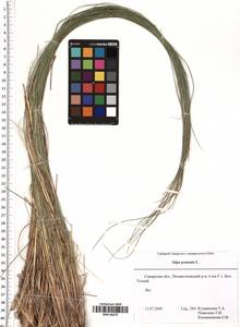 Stipa pennata L., Eastern Europe, Middle Volga region (E8) (Russia)
