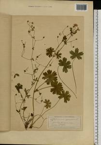 Geranium pyrenaicum Burm. f., Eastern Europe, Moscow region (E4a) (Russia)
