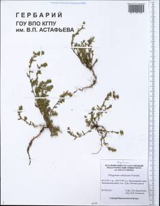 Polygonum sabulosum Vorosch., Siberia, Central Siberia (S3) (Russia)