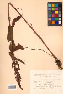 Rumex obtusifolius L., Siberia, Russian Far East (S6) (Russia)