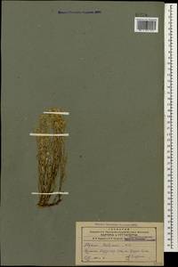 Odontarrhena tortuosa (Waldst. & Kit. ex Willd.) C.A.Mey., Caucasus, Armenia (K5) (Armenia)