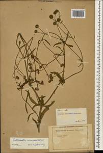 Valerianella coronata (L.) DC., Caucasus, Armenia (K5) (Armenia)