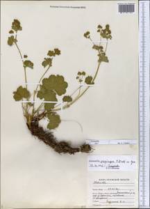 Alchemilla propinqua H. Lindb. ex Juz., Eastern Europe, Central forest-and-steppe region (E6) (Russia)