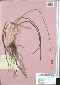 Anthericum ramosum L., Eastern Europe, Central region (E4) (Russia)