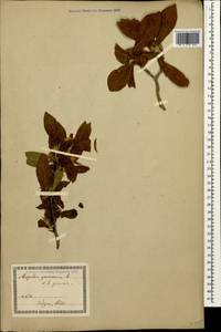 Crataegus germanica (L.) K.Koch ex Kuntze, Caucasus, Georgia (K4) (Georgia)