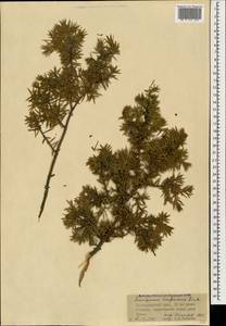 Juniperus oxycedrus L., Caucasus, Krasnodar Krai & Adygea (K1a) (Russia)