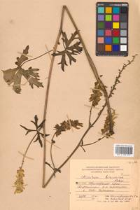 Aconitum kirinense Nakai, Siberia, Russian Far East (S6) (Russia)