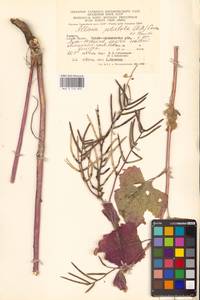 Alliaria petiolata (M.Bieb.) Cavara & Grande, Eastern Europe, West Ukrainian region (E13) (Ukraine)