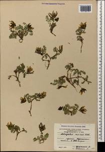 Astragalus fragrans Willd., Caucasus, South Ossetia (K4b) (South Ossetia)