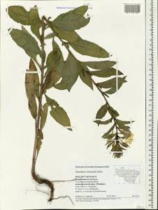 Oenothera ×rubricaulis Kleb., Eastern Europe, Central region (E4) (Russia)