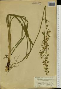 Anticlea sibirica (L.) Kunth, Botanic gardens and arboreta (GARD) (Russia)