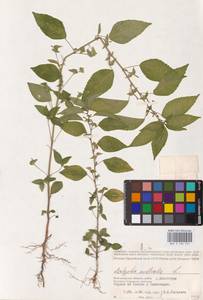 Acalypha australis L., Eastern Europe, Lower Volga region (E9) (Russia)