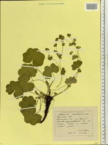 Alchemilla omalophylla Juz., Eastern Europe, Eastern region (E10) (Russia)