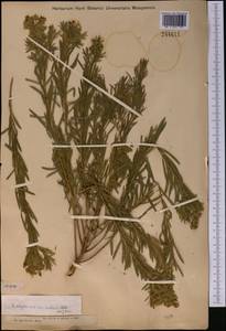 Euphorbia uralensis Fisch. ex Link, Middle Asia, Muyunkumy, Balkhash & Betpak-Dala (M9) (Kazakhstan)