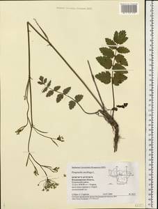 Pimpinella saxifraga L., Eastern Europe, Central region (E4) (Russia)