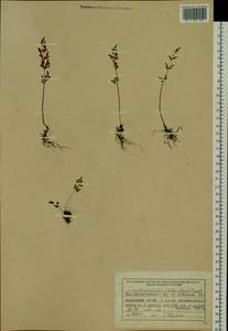 Cryptogramma stelleri (S. G. Gmel.) Prantl, Siberia, Central Siberia (S3) (Russia)