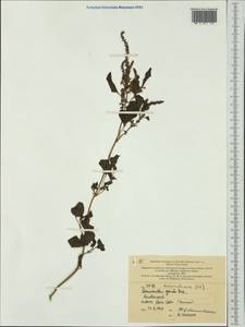 Amaranthus viridis L., Australia & Oceania (AUSTR) (New Caledonia)