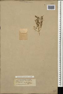 Halimocnemis rarifolia (K.Koch) Akhani, Caucasus, Turkish Caucasus (NE Turkey) (K7) (Turkey)