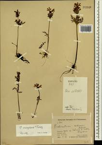 Pedicularis eriophora Turcz., Siberia, Chukotka & Kamchatka (S7) (Russia)