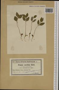 Prunus serotina Ehrh., Western Europe (EUR) (Poland)