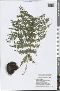 Athyrium filix-femina (L.) Roth, Eastern Europe, Central forest-and-steppe region (E6) (Russia)