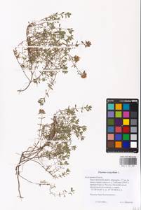 MHA 0 157 681, Thymus serpyllum L., Eastern Europe, Central region (E4) (Russia)