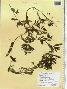 Potamogeton crispus L., Eastern Europe, Central region (E4) (Russia)
