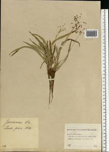Luzula pilosa (L.) Willd., Eastern Europe, Volga-Kama region (E7) (Russia)