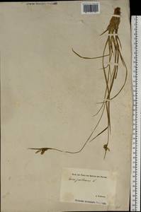 Carex pallescens L., Eastern Europe, Estonia (E2c) (Estonia)
