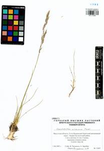 Helictotrichon desertorum (Less.) Pilg., Siberia, Baikal & Transbaikal region (S4) (Russia)