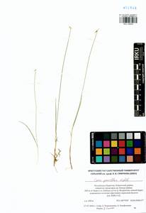 Carex pauciflora Lightf., Siberia, Baikal & Transbaikal region (S4) (Russia)