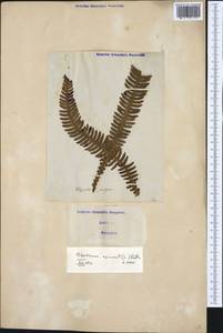 Struthiopteris spicant (L.) Weiss, Western Europe (EUR) (Italy)