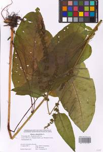 Rumex obtusifolius L., Eastern Europe, Central region (E4) (Russia)