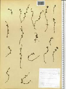 Odontochilus japonicus (Rchb.f.) T.Yukawa, Siberia, Russian Far East (S6) (Russia)