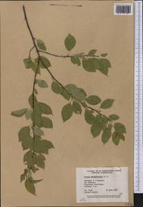 Prunus pensylvanica L. fil., America (AMER) (Canada)
